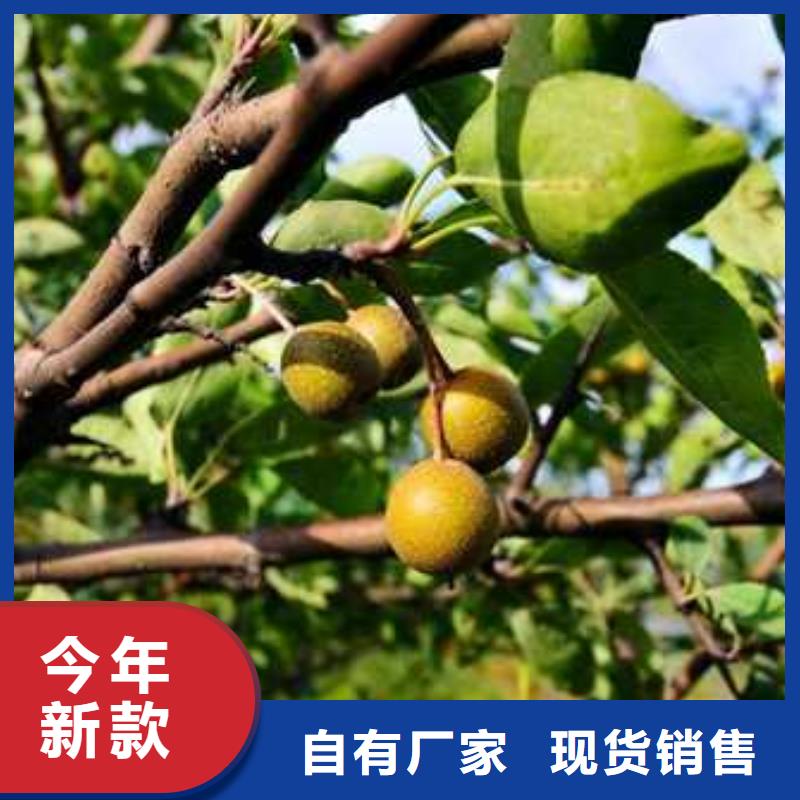 杜梨新梨7号梨树苗质优价保