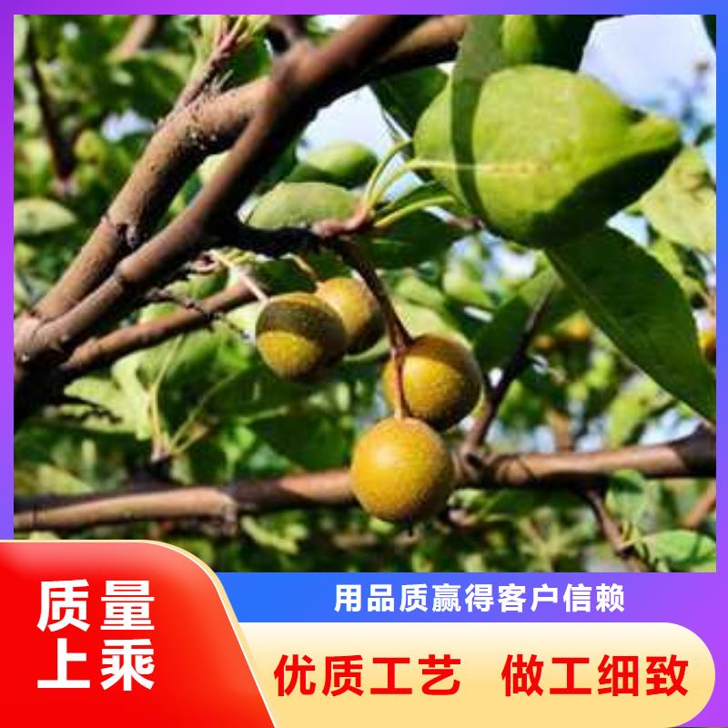 杜梨-【红香酥梨树苗】厂家批发价