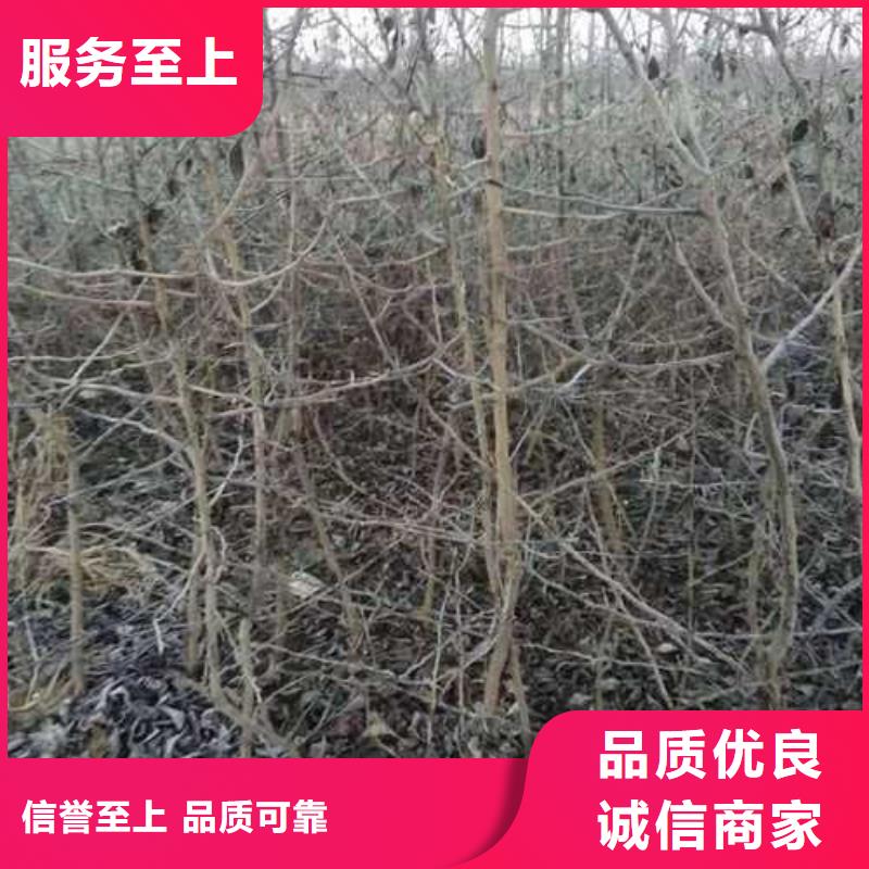 杜梨,奥红全红梨树苗现货充足量大优惠