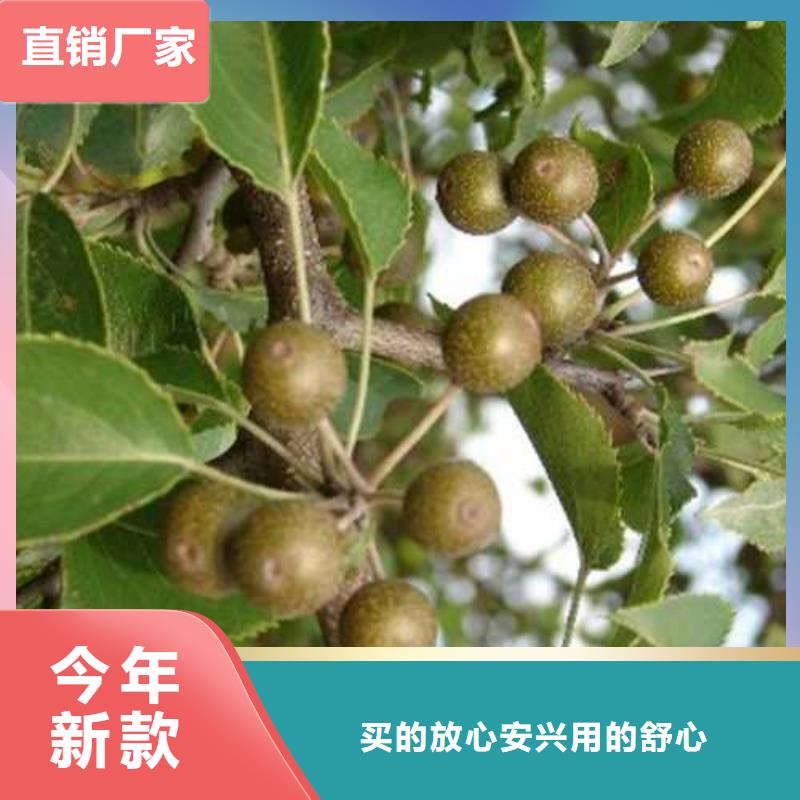 【杜梨-新梨7号梨树苗一对一为您服务】