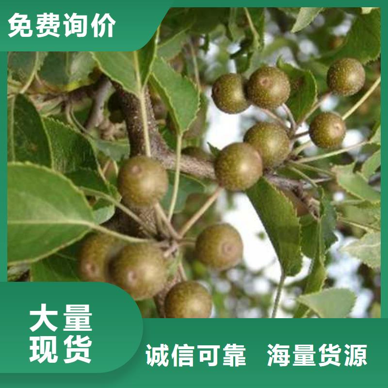 杜梨奥红一号梨苗真诚合作