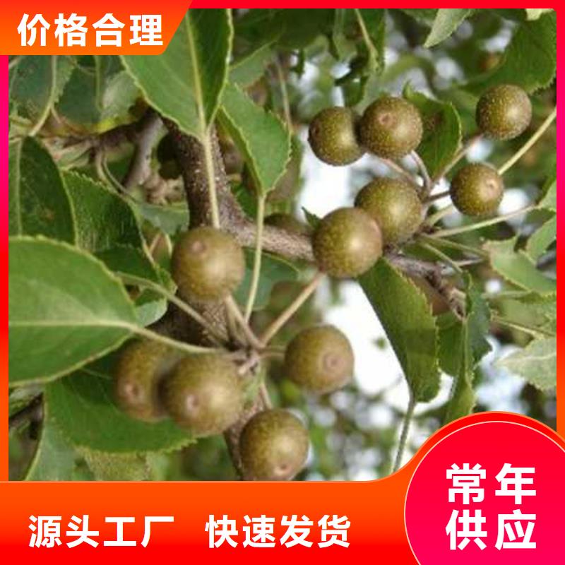 杜梨杜梨苗厂家直销供货稳定