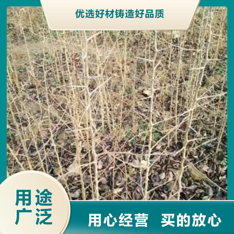 杜梨_红香酥梨树苗实力才是硬道理
