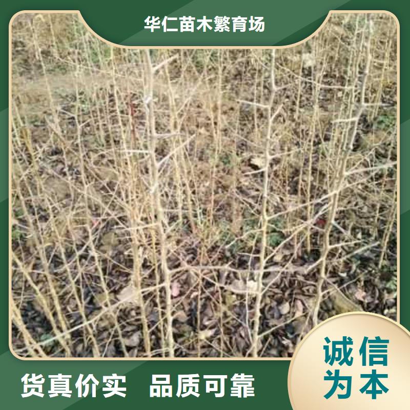 杜梨杜梨苗厂家型号齐全