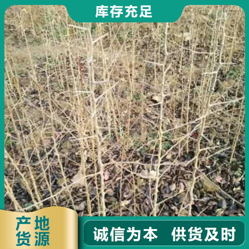 杜梨海棠苗品质保障价格合理