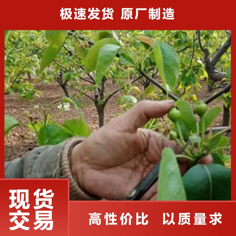 杜梨皇冠梨树苗商家直供