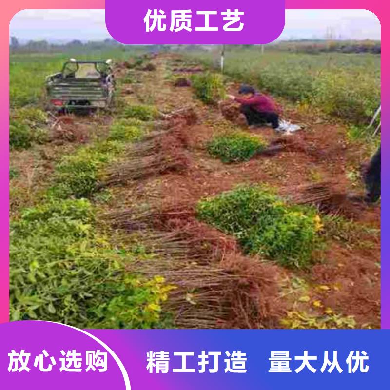 杜梨,奥红一号梨苗一站式采购商家