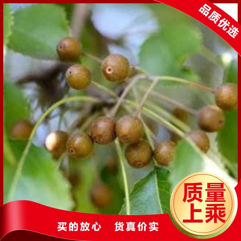杜梨海棠苗发货及时