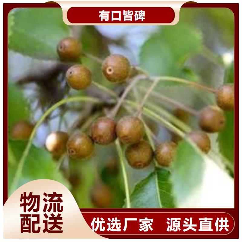 杜梨海棠苗品质保障价格合理