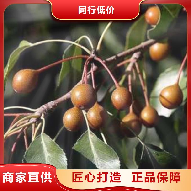 杜梨,奥红全红梨树苗现货充足量大优惠