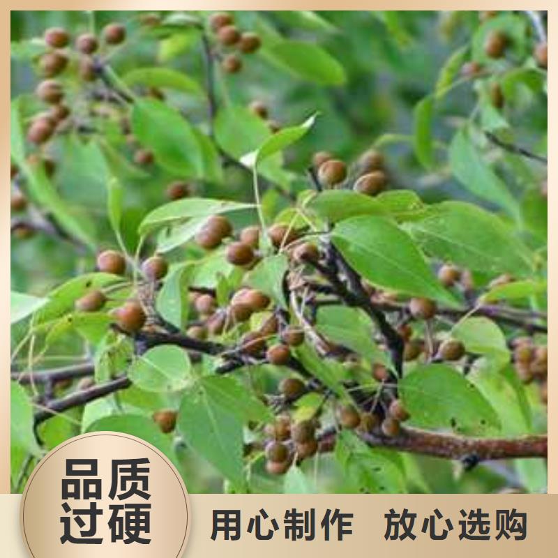 杜梨-【红香酥梨树苗】厂家批发价
