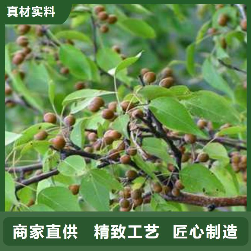 杜梨海棠苗专注细节更放心