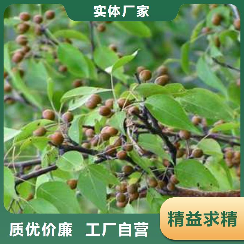 皇冠梨树苗视频-皇冠梨树苗-华仁苗木繁育场(常州市分公司)服务区域钟楼|溧阳|南通|盐城|连云港|淮安|无锡