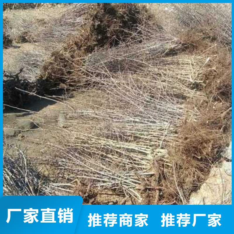 杜梨玉露香梨树苗多年经验值得信赖