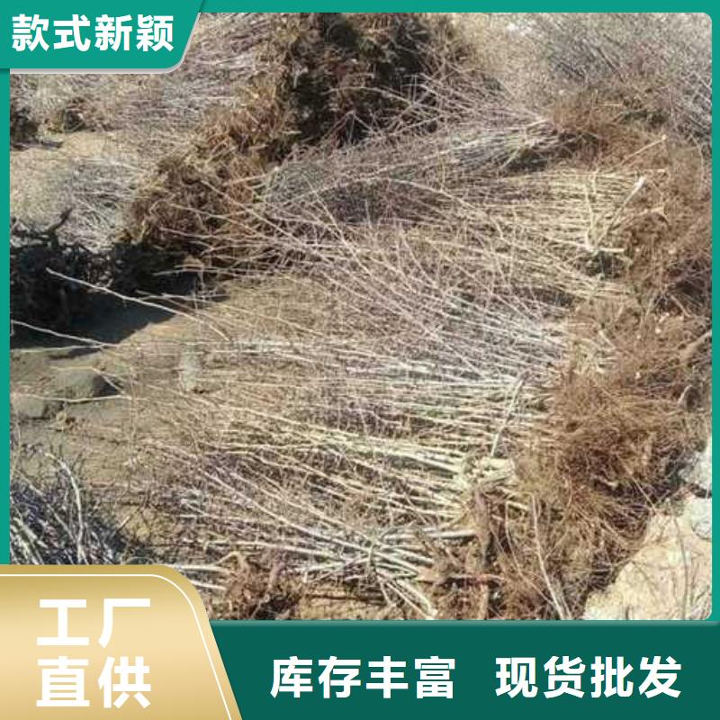 杜梨奥红全红梨树苗交货准时