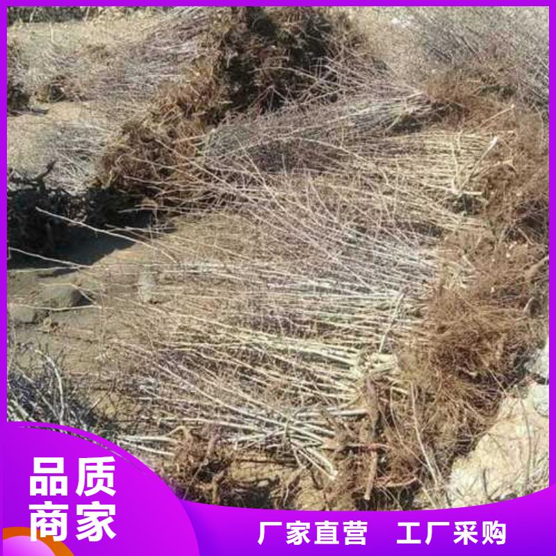 杜梨奥红全红梨树苗价格实在