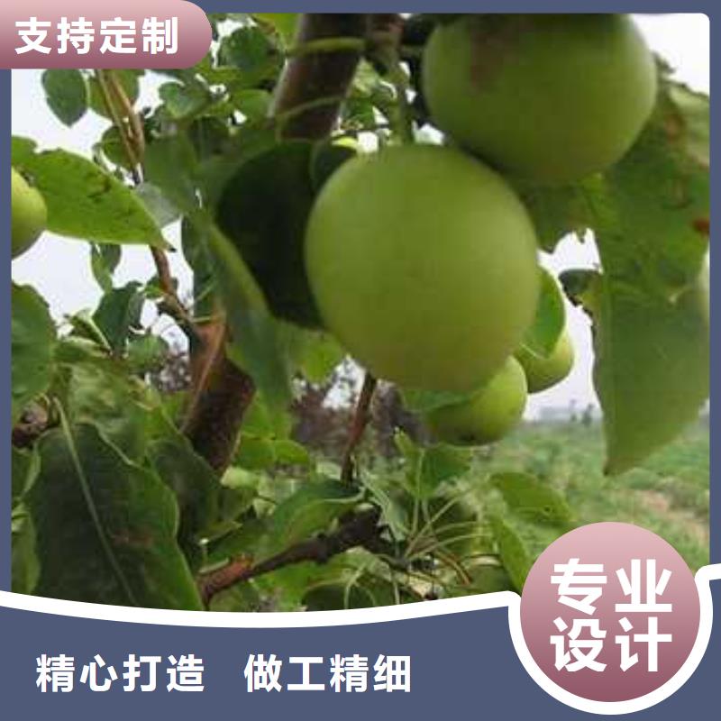 杜梨新梨7号梨树苗质优价保
