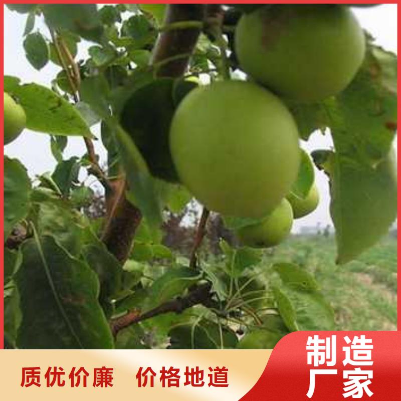 杜梨_秋月梨树苗一站式服务