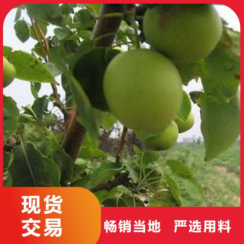 杜梨,奥红一号梨苗一站式采购商家
