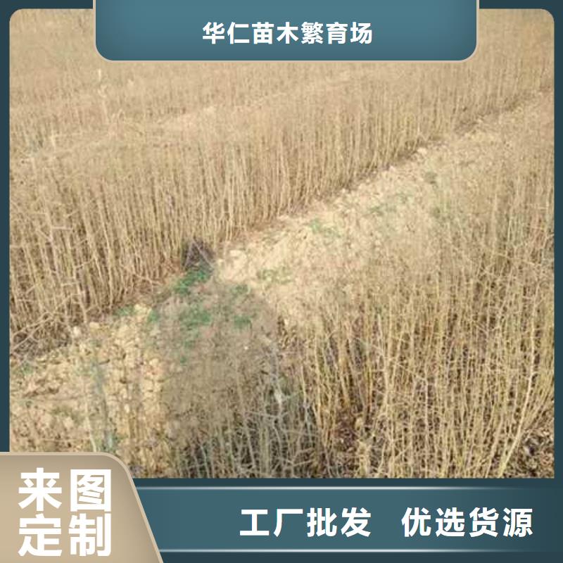 杜梨山桃苗精致工艺