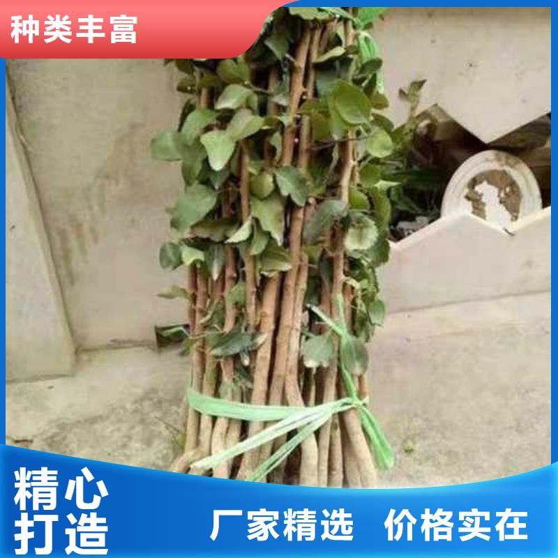 杜梨,奥红一号梨苗诚信经营质量保证