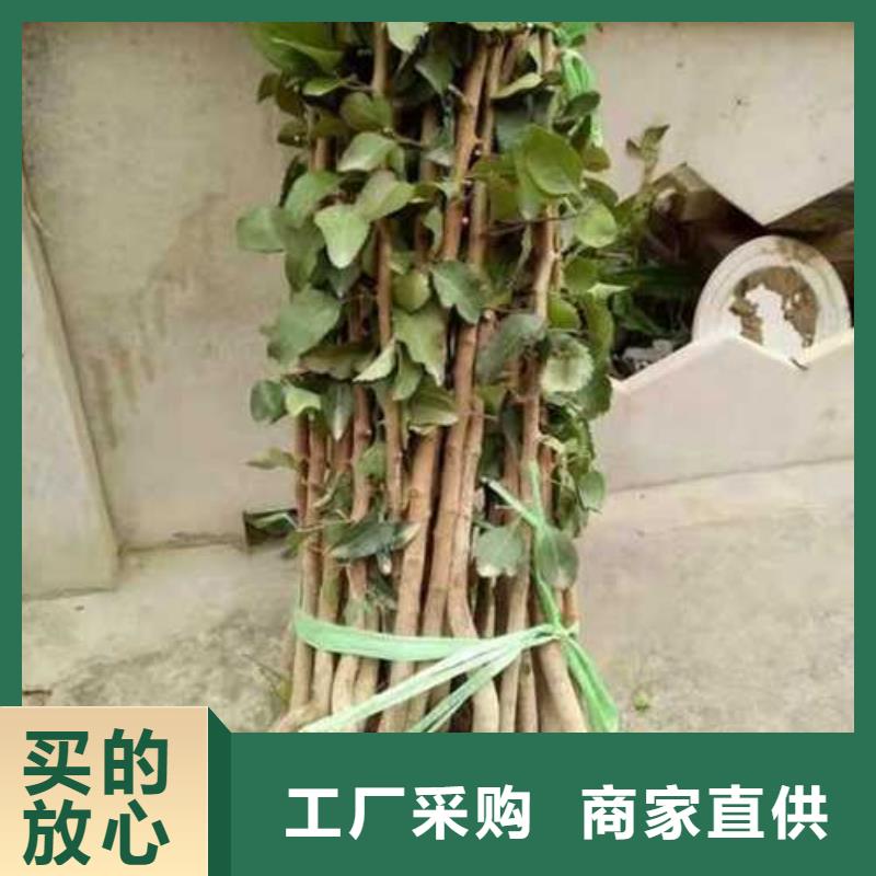 杜梨杜梨苗品质服务
