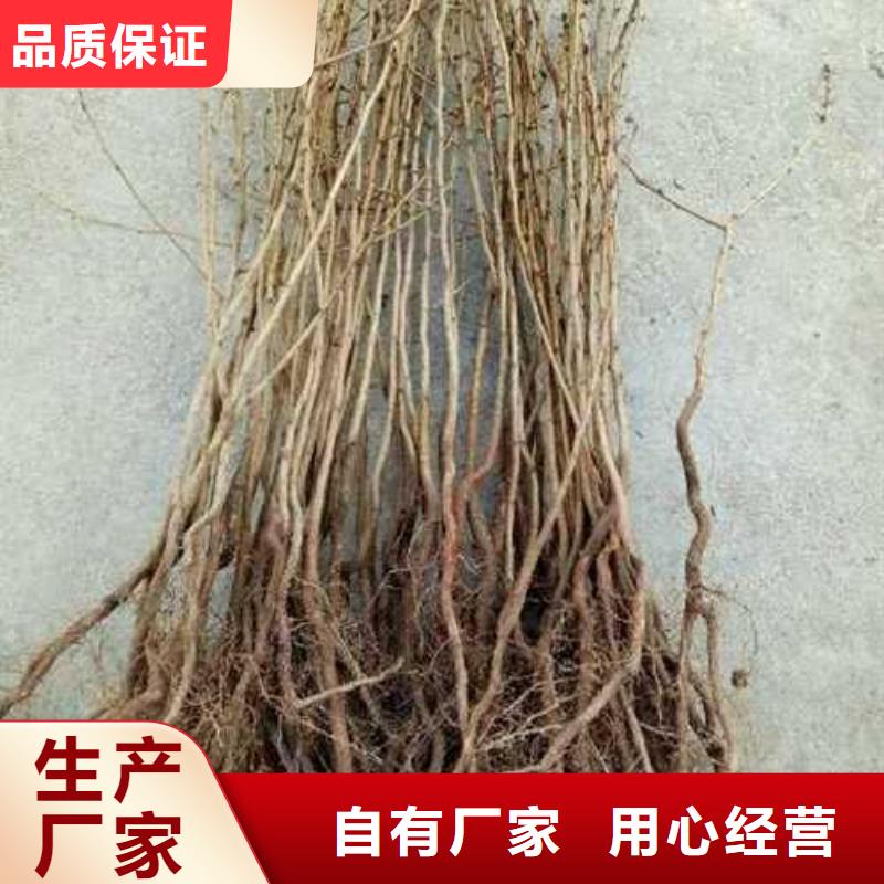 杜梨海棠苗专注细节更放心