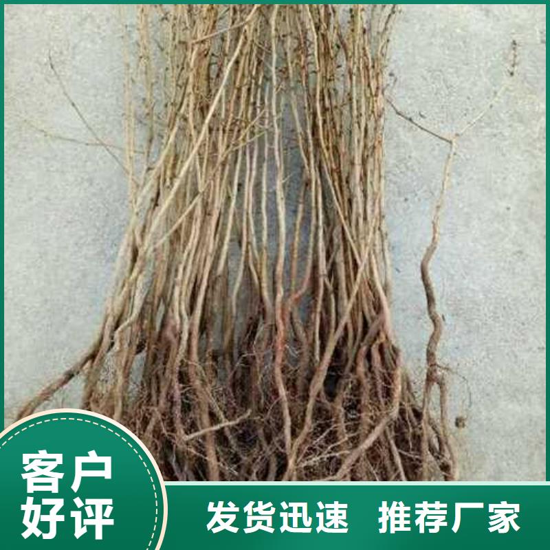 皇冠梨树苗视频-皇冠梨树苗_浙江省衢州市市场覆盖开化|常山|台州|温州|湖州|金华|舟山|嘉兴等