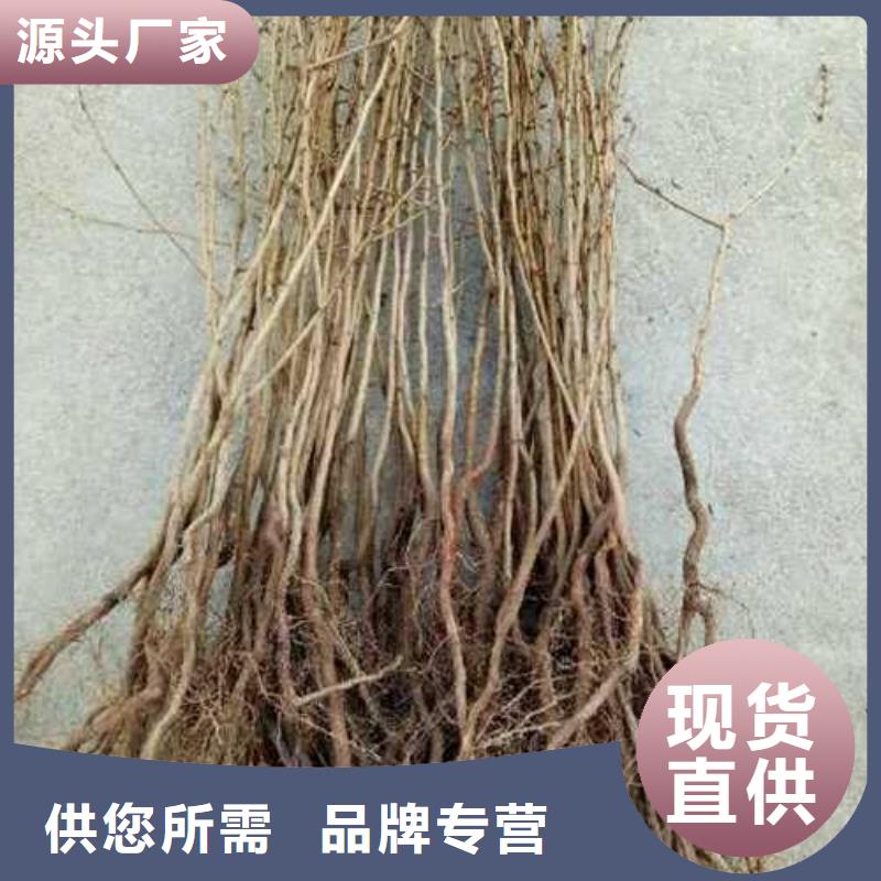杜梨梨树苗基地用心细节