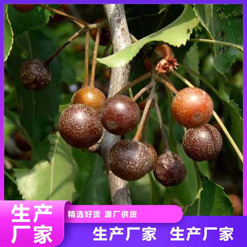 杜梨奥红一号梨苗质检严格