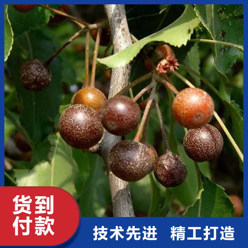 杜梨海棠苗专注细节更放心