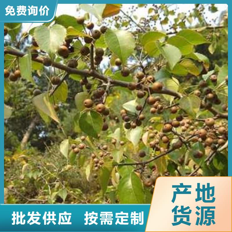 皇冠梨树苗视频-皇冠梨树苗_浙江省衢州市市场覆盖开化|常山|台州|温州|湖州|金华|舟山|嘉兴等