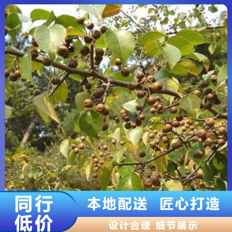 杜梨奥红全红梨树苗厂家现货批发