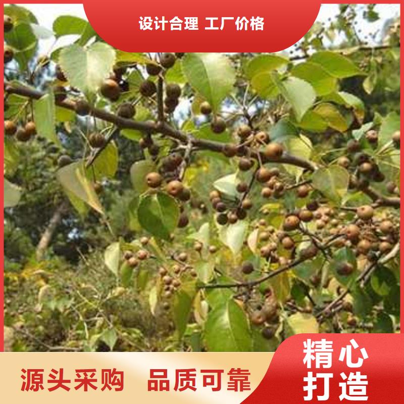 皇冠梨树苗视频-皇冠梨树苗-华仁苗木繁育场(常州市分公司)服务区域钟楼|溧阳|南通|盐城|连云港|淮安|无锡