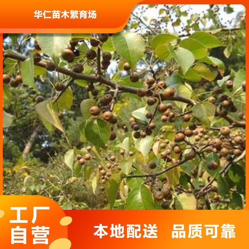 杜梨山桃苗精致工艺