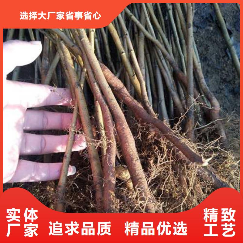 杜梨杜梨苗厂家直销供货稳定