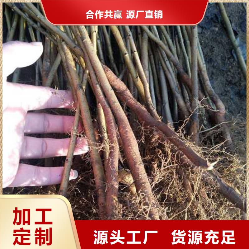 杜梨山桃苗精致工艺