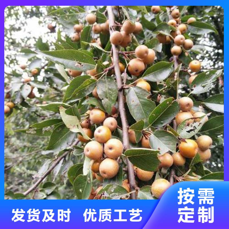 杜梨海棠苗品质保障价格合理