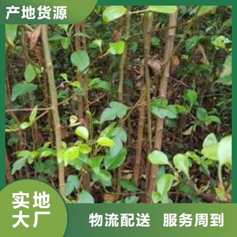 杜梨,奥红全红梨树苗现货充足量大优惠