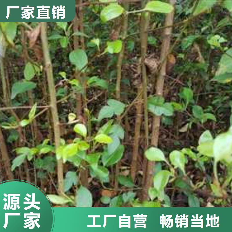 杜梨奥红全红梨树苗交货准时