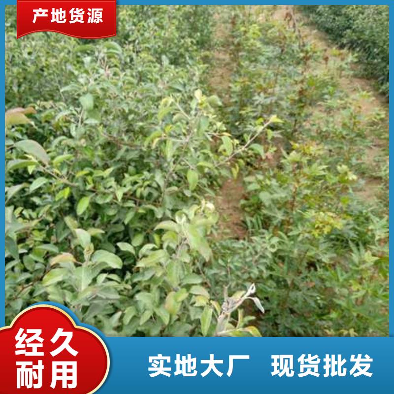 杜梨_红香酥梨树苗实力才是硬道理