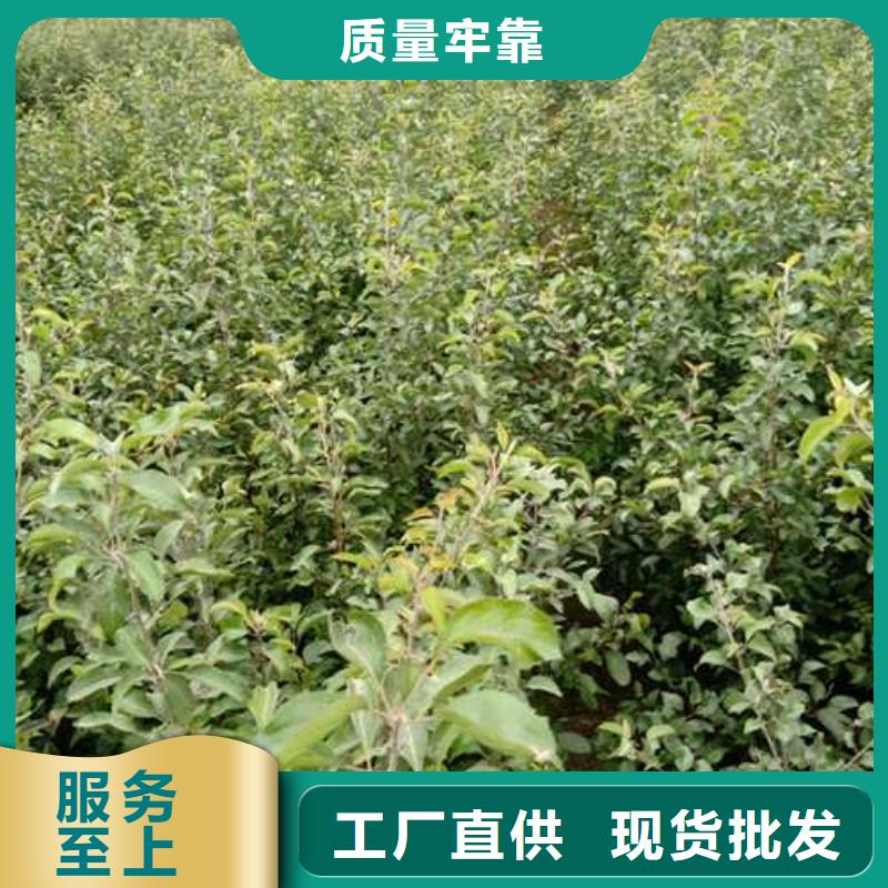 皇冠梨树苗视频-皇冠梨树苗-华仁苗木繁育场(常州市分公司)服务区域钟楼|溧阳|南通|盐城|连云港|淮安|无锡
