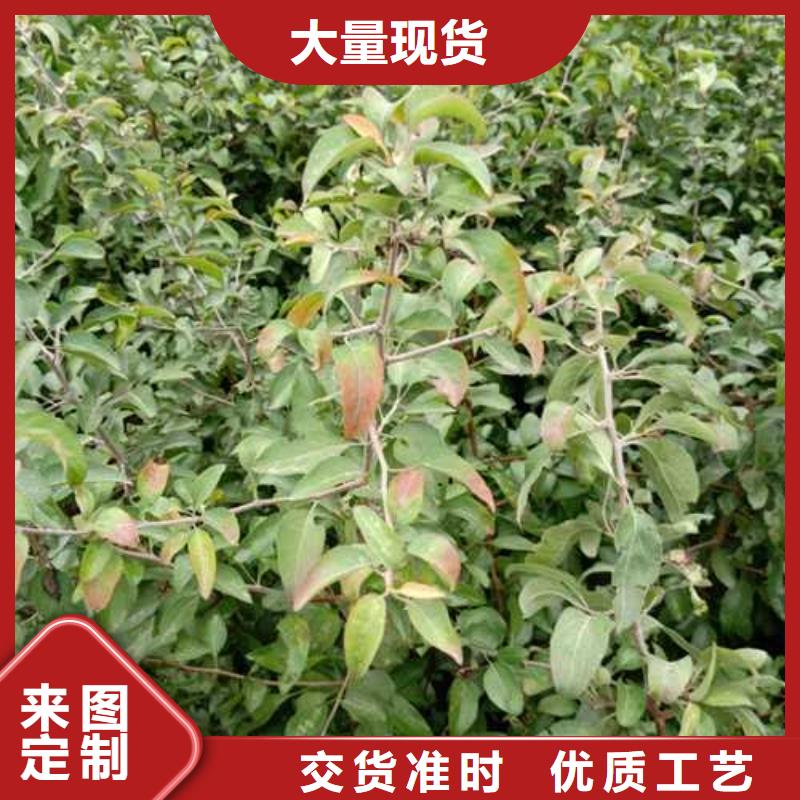 杜梨香酥梨树苗专业的生产厂家
