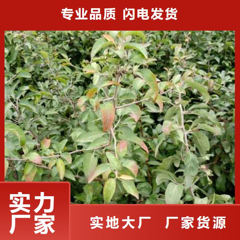 杜梨海棠苗厂家型号齐全