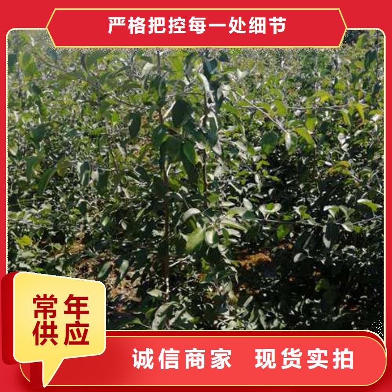 杜梨奥红一号梨苗每一处都是匠心制作