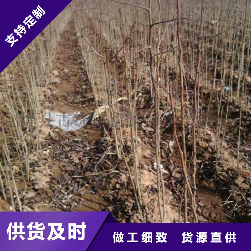 【杜梨-新梨7号梨树苗一对一为您服务】