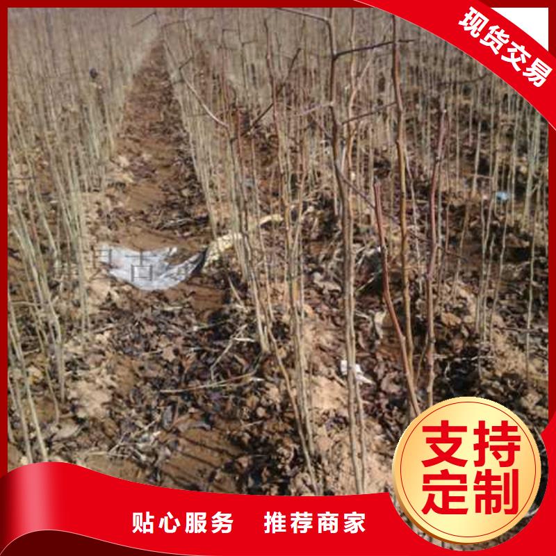 皇冠梨树苗视频-皇冠梨树苗-华仁苗木繁育场(常州市分公司)服务区域钟楼|溧阳|南通|盐城|连云港|淮安|无锡