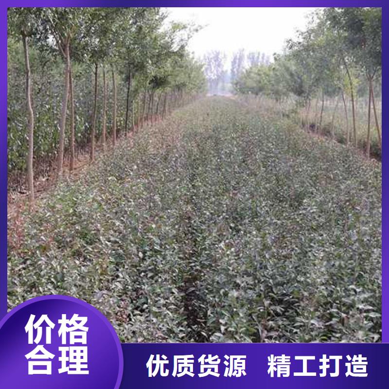 【杜梨-新梨7号梨树苗一对一为您服务】