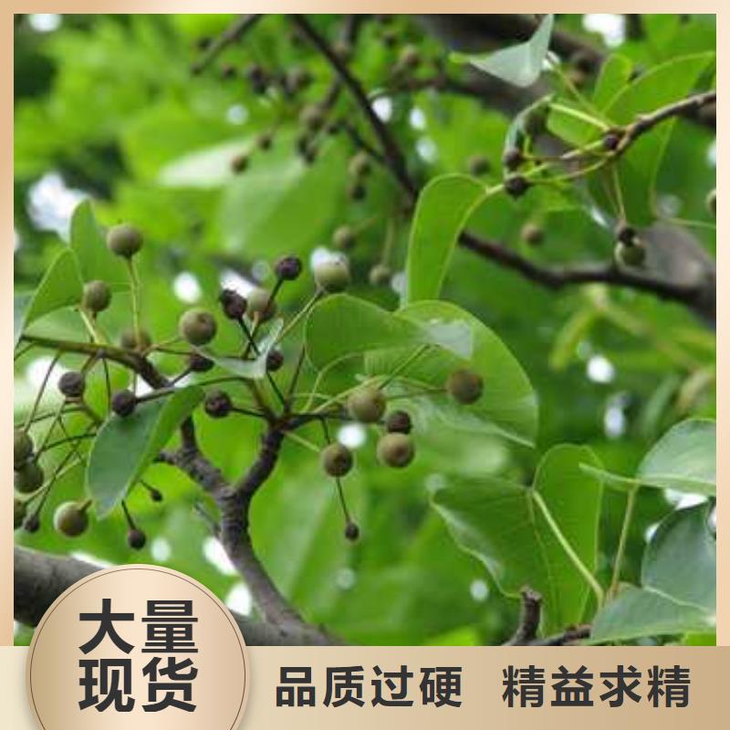 杜梨玉露香梨树苗多年经验值得信赖