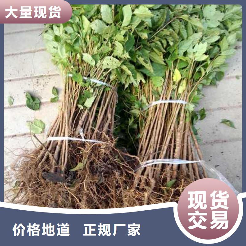 杜梨海棠苗专注细节更放心